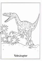 Velociraptor Dinosaurs Coloring Bubakids sketch template