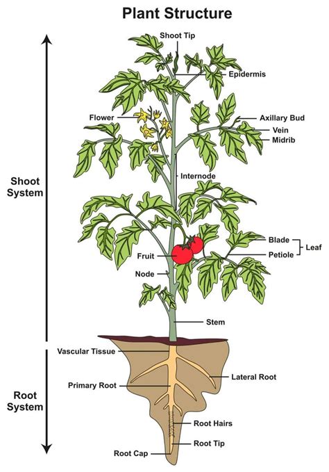 parts   tomato plant labeled   diagram  shown  names  pictures