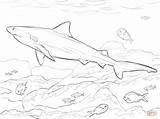 Shark Realistic Requin Buas Binatang Sketsa Bullenhai Colorier Everfreecoloring Bouledogue sketch template