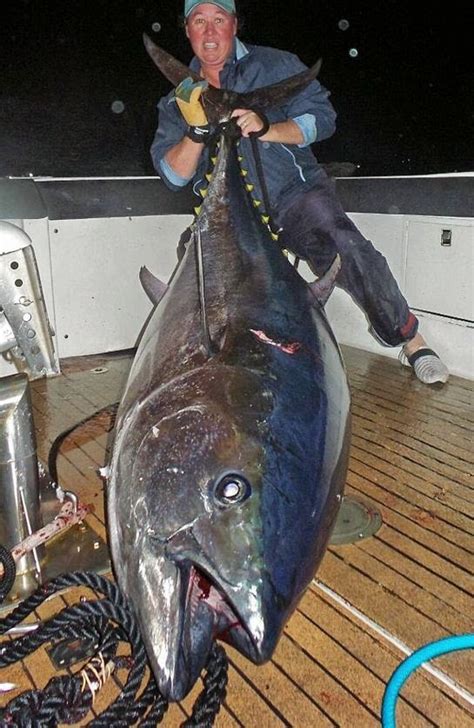 international fishing news australia caught  giant size souther bluefin tuna