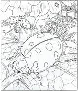 Natuur Kleurplaat Kleurplaten Natur Huis Ums Haus Rondom Ausmalbilder Kleuren Coloriage Volwassenen Ladybug Zomer Coccinelle Dessin Downloaden Cliquer Adults Mandala sketch template
