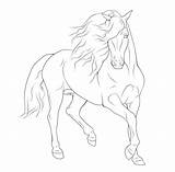 Horse Drawings Coloring Pages Horses Friesian Rearing Lineart Colouring Sheets Google Drawing Gaited Sketch Line Akhal Teke Color Search Visit sketch template