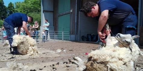 schapenscheerfeest bij kinderboerderij merenwijk sleutelstad