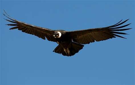 deja la vida volar el manque el condor