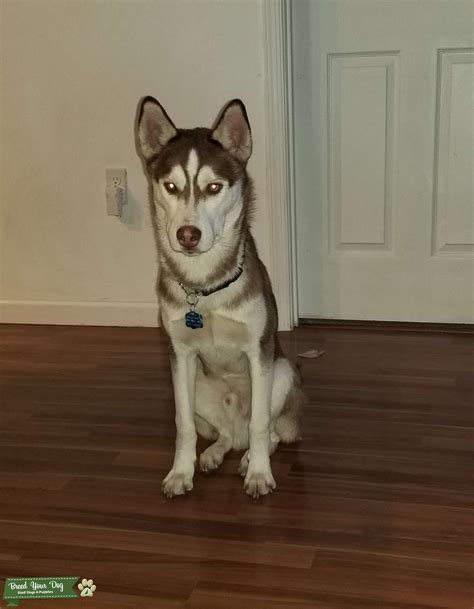 stud pure bred akc registered husky stud dog  va united states