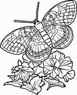 Papillon Coloriages sketch template