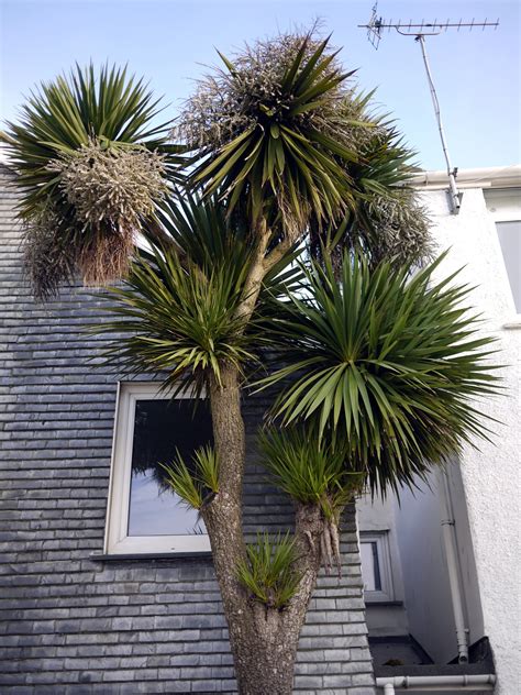 cabbage tree imagined palm   english seaside  street tree
