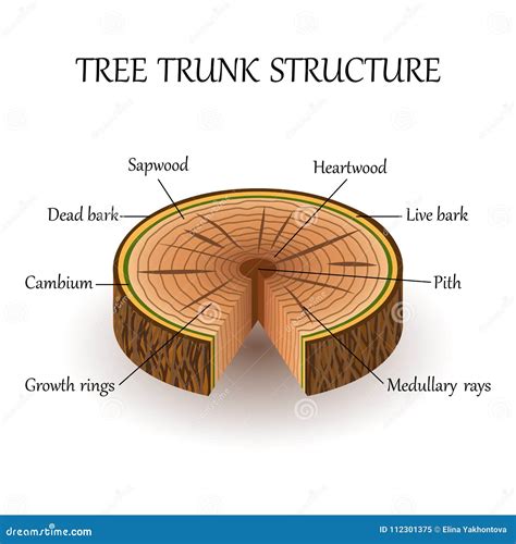 tree structure diagram