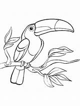 Toucan Justcolorr sketch template