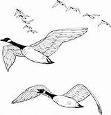 Geese Pasari Calatoare Goose Canadian Colorat Flock Desene Planse Supercoloring Desenat Migration Universdecopil Salvat sketch template