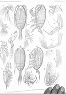 Afbeeldingsresultaten voor "Chiridiella Pacifica". Grootte: 129 x 185. Bron: www.marinespecies.org