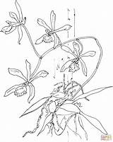 Coloring Orchid Pages Epidendrum Butterfly sketch template