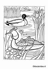 Kleuteridee Eend Kuikentjes Duck Sloot Kuikens Coloriage Ducklings Oiseaux Lelijke Eendje Pages Downloaden sketch template