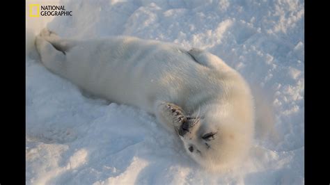 heartbreaking images show baby harp seals struggle  survive abc