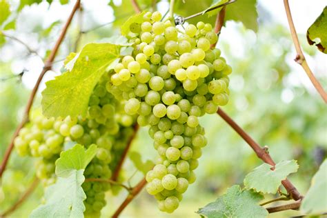fotos gratis uva vinedo vino fruta flor comida verde produce
