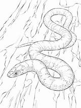 Snake Coloring Pages Viper Snakes Drawing Python Kingsnake Scarlet King Mamba Green Realistic Print Online Color Tree Sheets Burmese Supercoloring sketch template