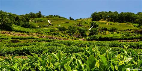 visiting hadong   perfect sunday tea south korea travel story