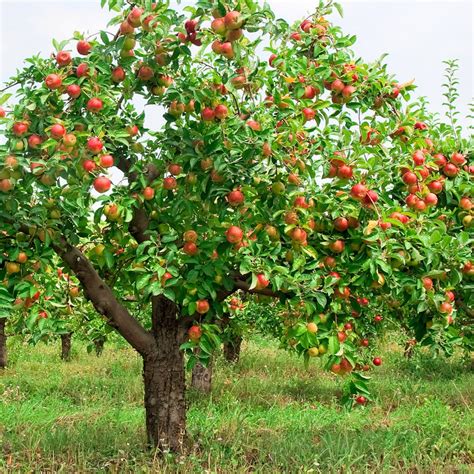cortland  gala apple tree package etsy