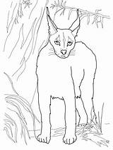 Caracal Cat Coloring Lynx Pages Clipart Desert Do Webstockreview sketch template
