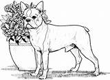 Coloring Terrier Boston Pages Boxer Dog Color Print Tocolor Utilising Button sketch template
