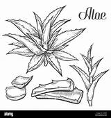 Aloe Plantas Medicinales Drawn Sabila Dibujar Alamy Engraving Crmla Tradicional Body sketch template