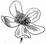 Flower Anemone Drawing Line Clipart Clip Anemones Drawings Etc Sea Cliparts Coloring Pages Flowers Drawer Sketches Usf Edu Colouring Vintage sketch template