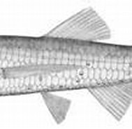 Image result for Ceratoscopelus maderensis Geslacht. Size: 189 x 86. Source: www.marinespecies.org