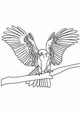 Bird Falcon Wings Coloring Pages Tapered Thin Netart Peregrine Drawing Wing Color Getcolorings Getdrawings Print Col sketch template