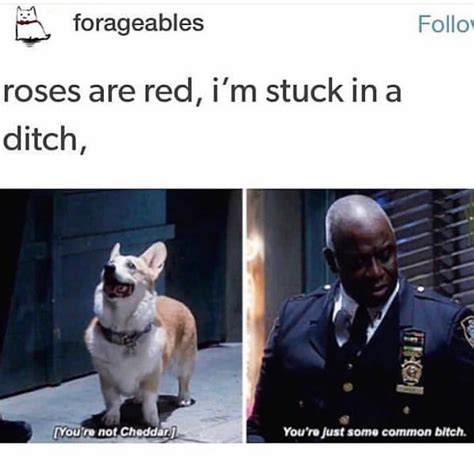 brooklyn 99 textpost memes on instagram “if you have any memes you