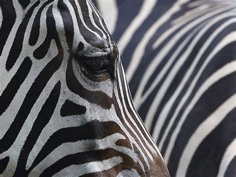 Zebra Stripes Explained The Independent