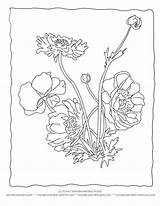 Coloring Pages Flower Anemone Realistic Printable Sheets Botanical Color Botany Hemp Adult Physical Getcolorings Worksheets Colouring Ed Drawings 792px 86kb sketch template
