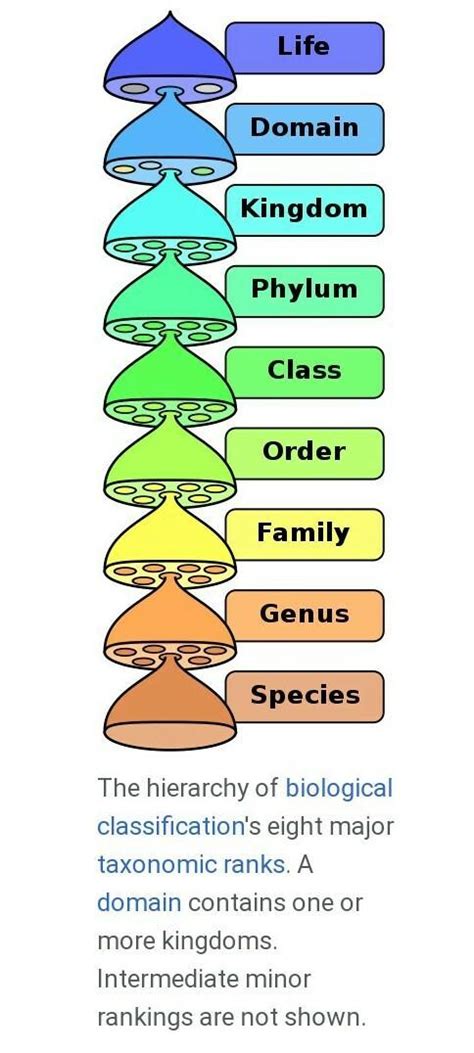 Who Introduced The Five Kingdom Classification Of Organisms