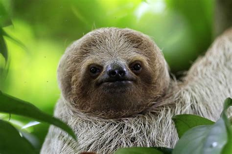 sloths  survived  millions  years  theyre  ted talk subject  washington post