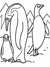 Pages Coloring Penguins Birds Recommended sketch template