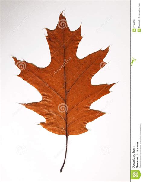 autumn leaf stock image image  fall images autumn leaves