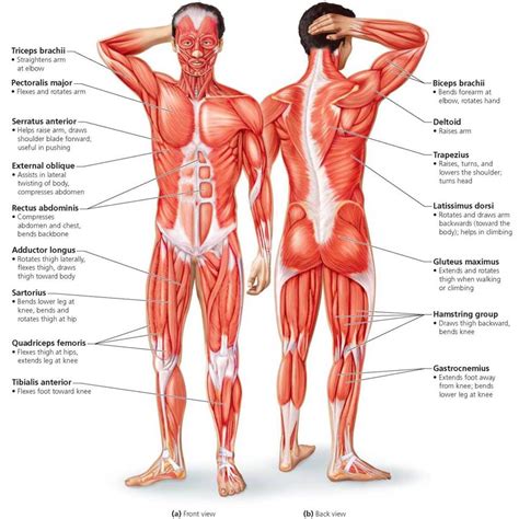 figure   major muscles   body