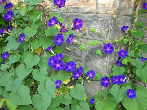 Let’s Hear It For Glorious Common Morning Glories The Star