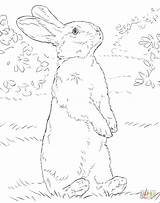 Standing Lapin Hase Realiste Stehender Hasen Hind Hinterbeinen Supercoloring Rabbits Osterhase Malvorlagen sketch template