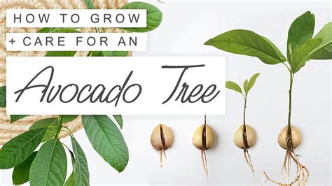 The Fastest Way To Grow An Avocado Tree From Seed 🥑 Easy Quick Avocado