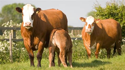 How To Manage Body Condition In Overfit Cows Farmers Weekly