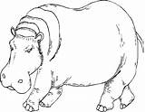 Hippo Coloring Pages Hippopotamus Line Kids Printable Drawing Hippos Color Cute Getdrawings Getcolorings Print Results Colorings sketch template