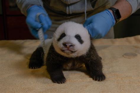 feisty smiling baby panda   weeks    abdominal girth   inches popville