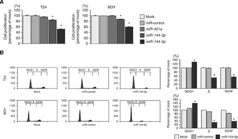 tumour suppressive microrna 144 5p directly targets ccne1 2 as