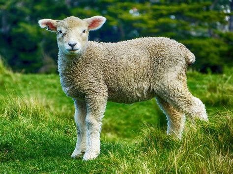 lamb farm livestock  photo  pixabay