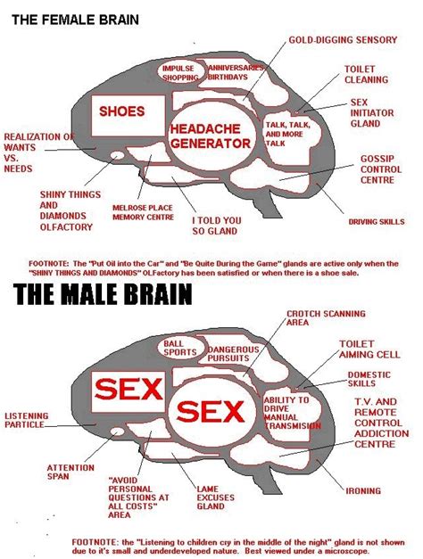thetouchofumie differences between male s and female s brain