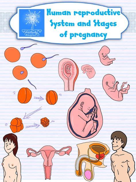 human reproductive system and stages of pregnancy clipart {science clip
