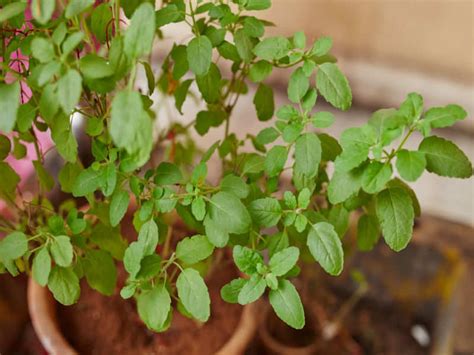 Eating Tulsi Leaves Can Have These 5 Side Effects The