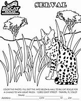 Serval Coloring Savannah Designlooter Bobcat Siberian Lynx sketch template