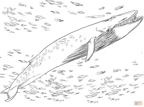 blue baleen whale coloring page  printable coloring pages