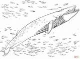 Ballenas Baleen sketch template